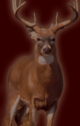 whitetail buck