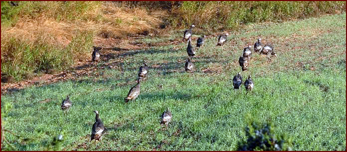 Rio Grande Turkeys